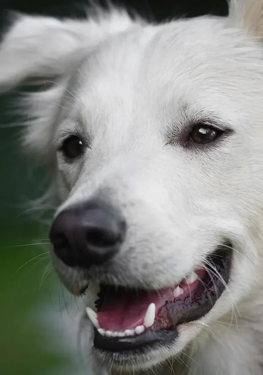 Mirtazapina para Cães: Como Funciona e Quando Usar