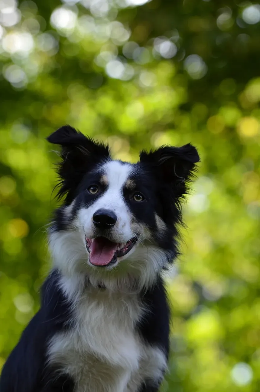 Meu Cachorro Não Come: 7 Razões e Soluções Imediatas