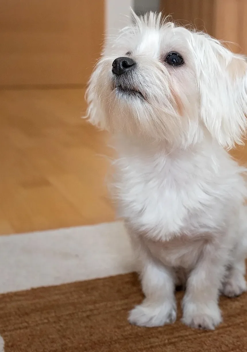 Meu Cachorro Não Come: 7 Razões e Soluções Imediatas