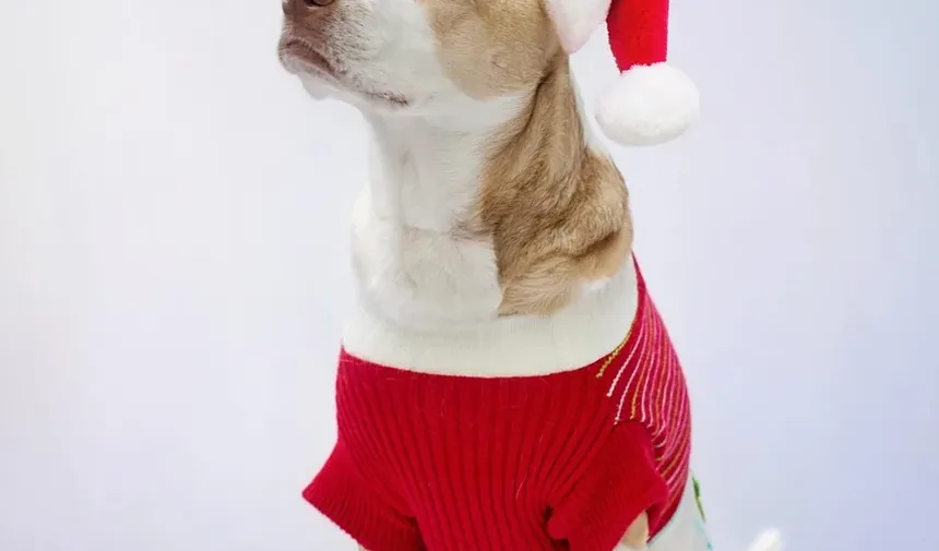 Meu Cachorro Não Come: 7 Razões e Soluções Imediatas