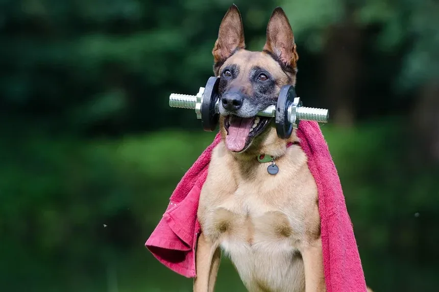 Por que o meu cão ladra à noite? 6 causas e soluções
