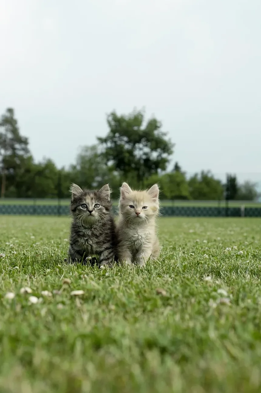 Sinais de Dor em Gatos e O Que Pode Ajudar