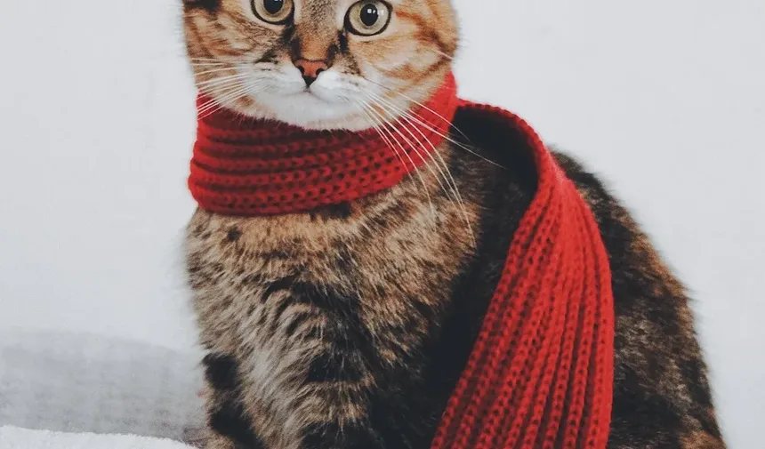 Sinais de Dor em Gatos e O Que Pode Ajudar