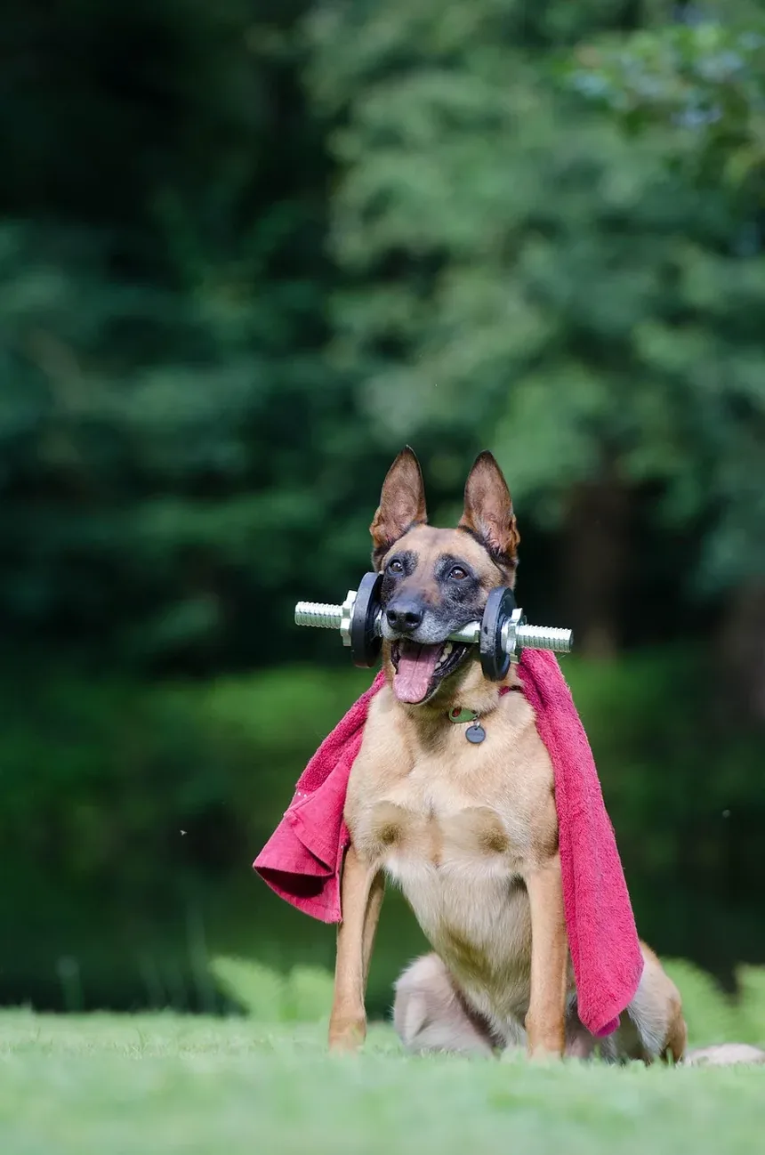 Suplementos para Cães: Quando São Necessários e Como Escolher os Melhores