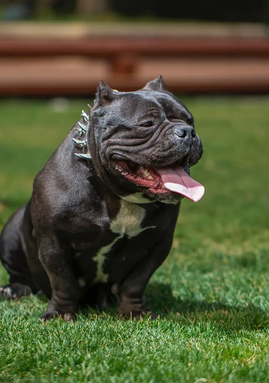 Suplementos para Cães: Quando São Necessários e Como Escolher os Melhores