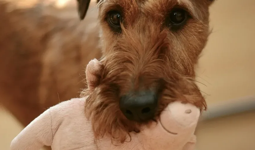 Suplementos para Cães: Quando São Necessários e Como Escolher os Melhores