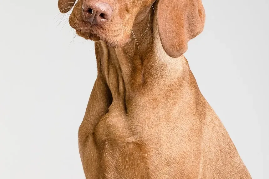 Suplementos para Cães: Quando São Necessários e Como Escolher os Melhores