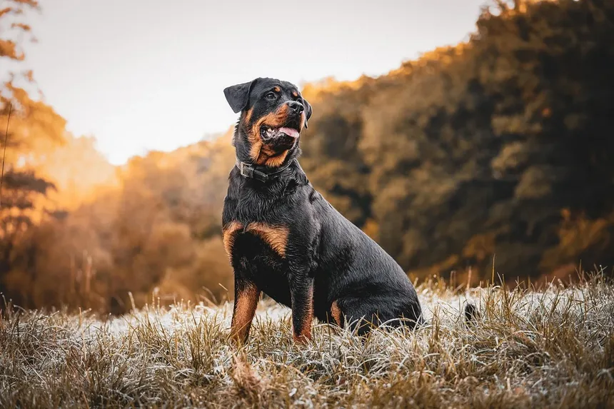 Os 18 Cães Mais Inteligentes do Mundo: Descubra se o Seu Está na Lista!