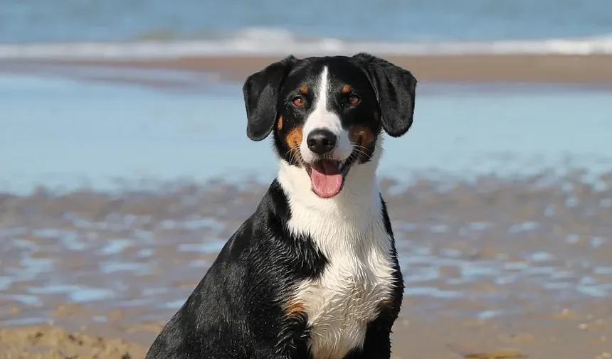 Tartarato de Tilosina: O Antibiótico Essencial para Seus Animais de Estimação