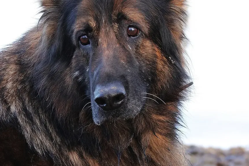 Tartarato de Tilosina: O Antibiótico Essencial para Seus Animais de Estimação