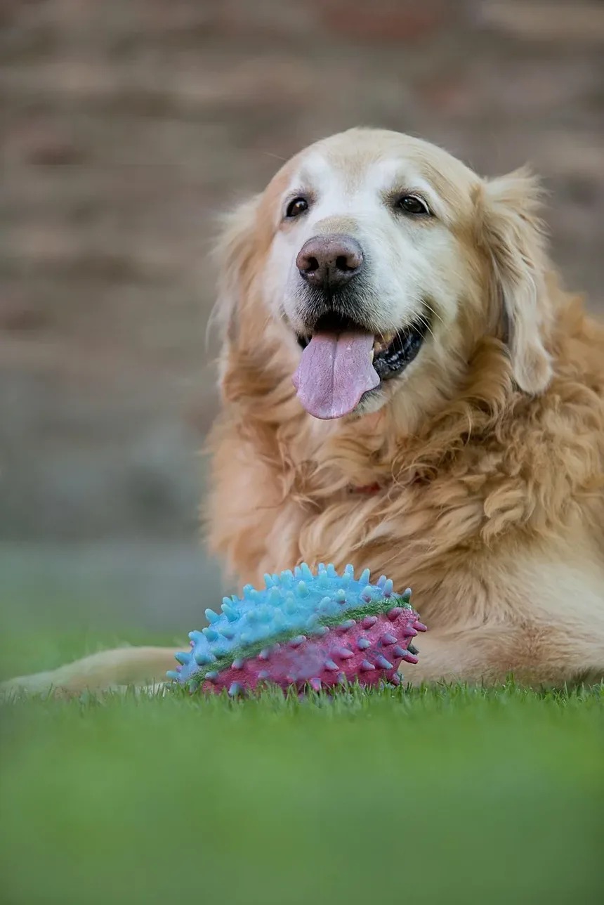 O Que Cães Idosos Precisam em Sua Dieta? Tudo o Que Você Precisa Saber
