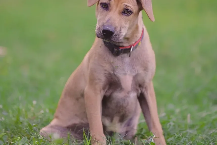 O Que Cães Idosos Precisam em Sua Dieta? Tudo o Que Você Precisa Saber