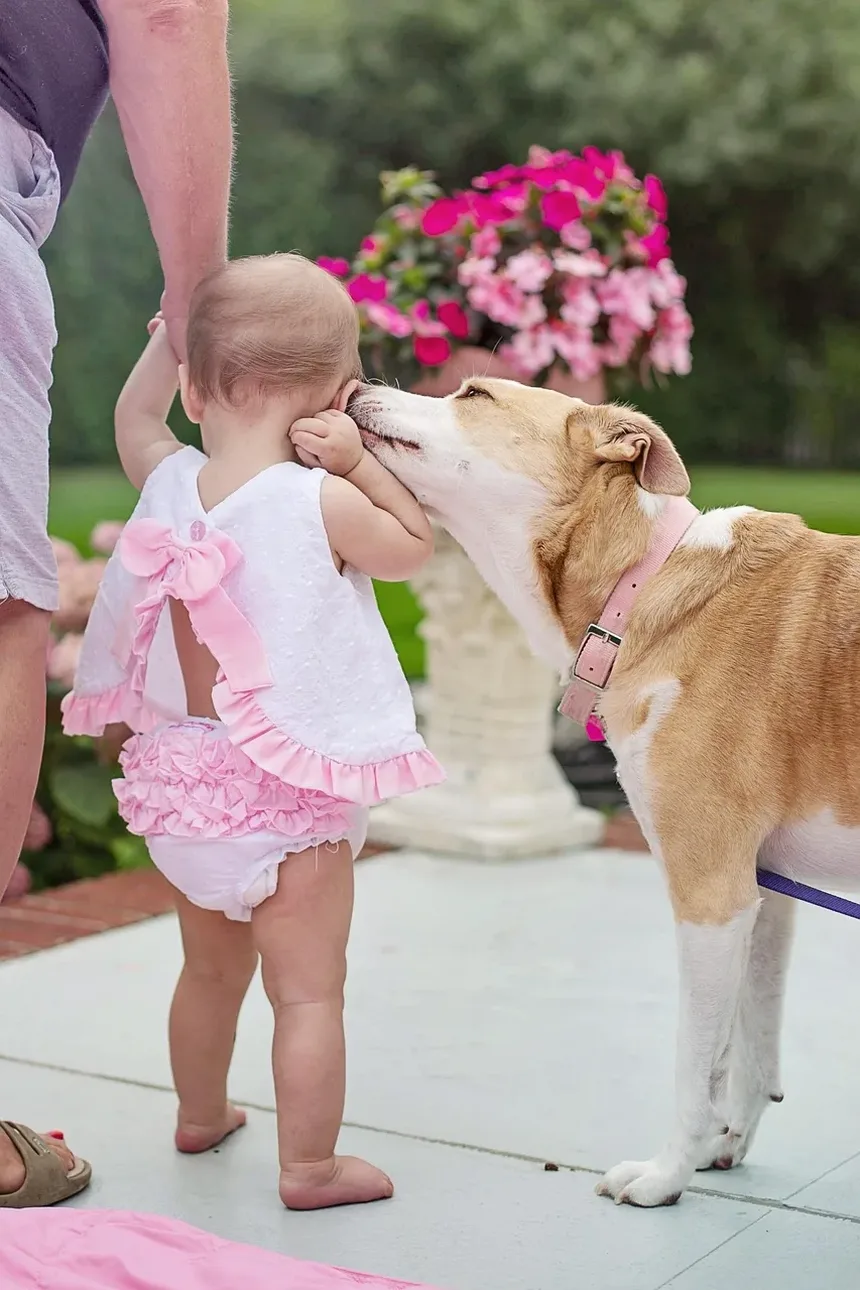Quais são os Melhores Alimentos para Cães Idosos?