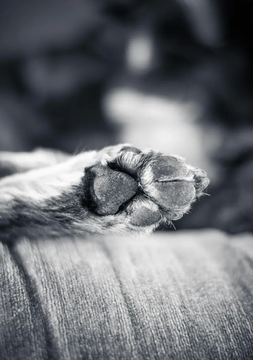 Quais são os Melhores Alimentos para Cães Idosos?