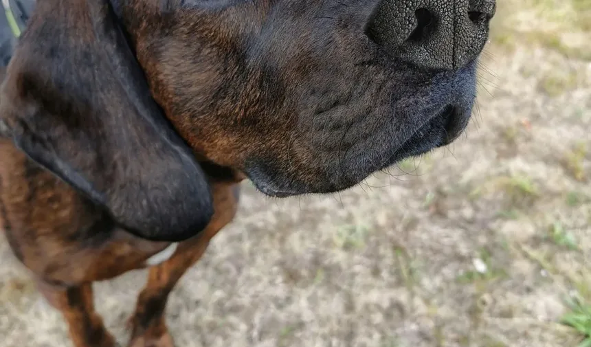 Quais são os Melhores Alimentos para Cães Idosos?