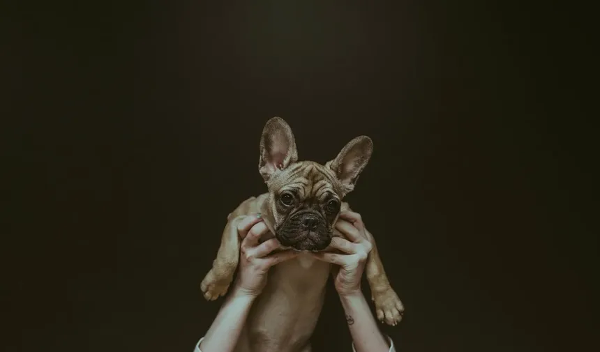 Por que os cães rangem os dentes? 7 causas e soluções