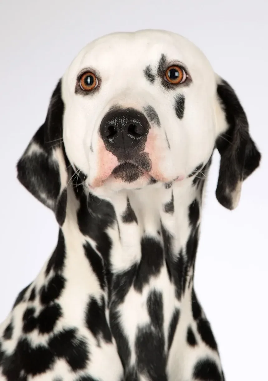 Por que os cães nos olham quando fazem cocô? Descubra os motivos!