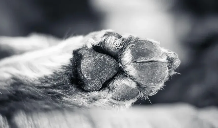 Por que os cães nos olham quando fazem cocô? Descubra os motivos!