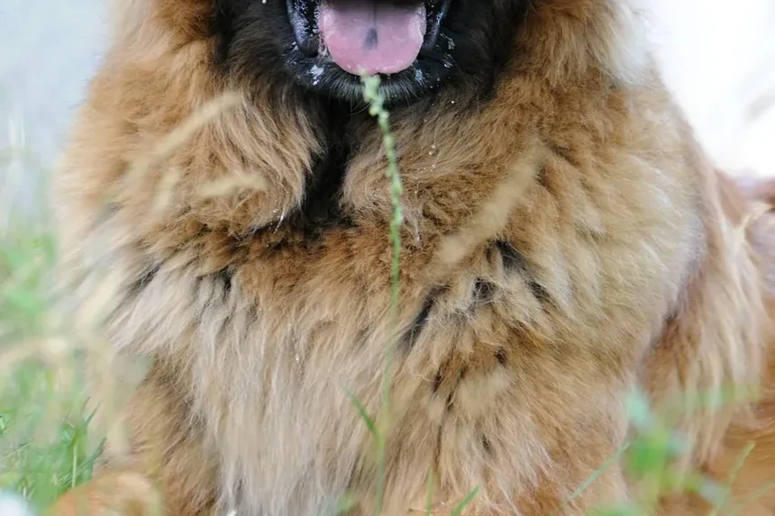Por que os cães nos olham quando fazem cocô? Descubra os motivos!
