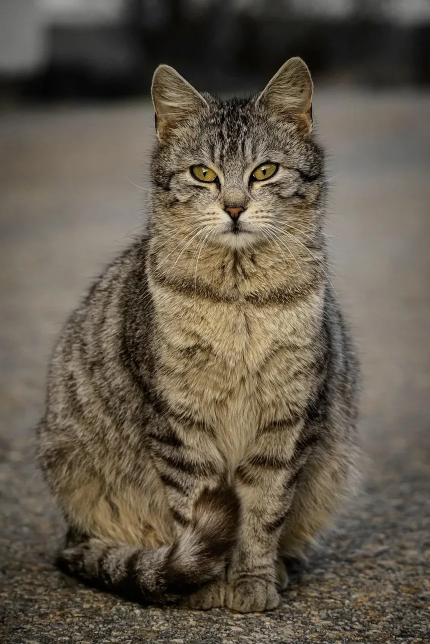 A Importância da Vacina Antirrábica para Gatos