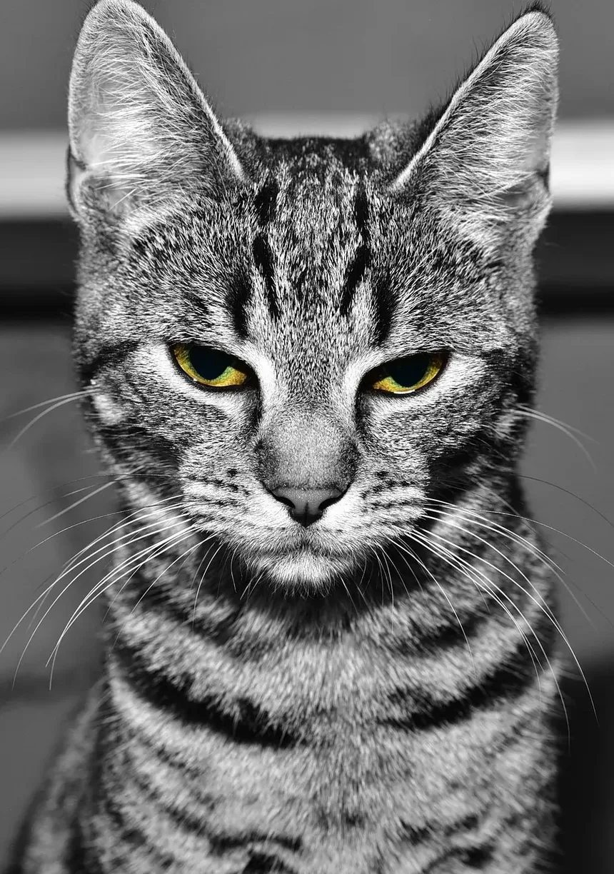 A Importância da Vacina Antirrábica para Gatos