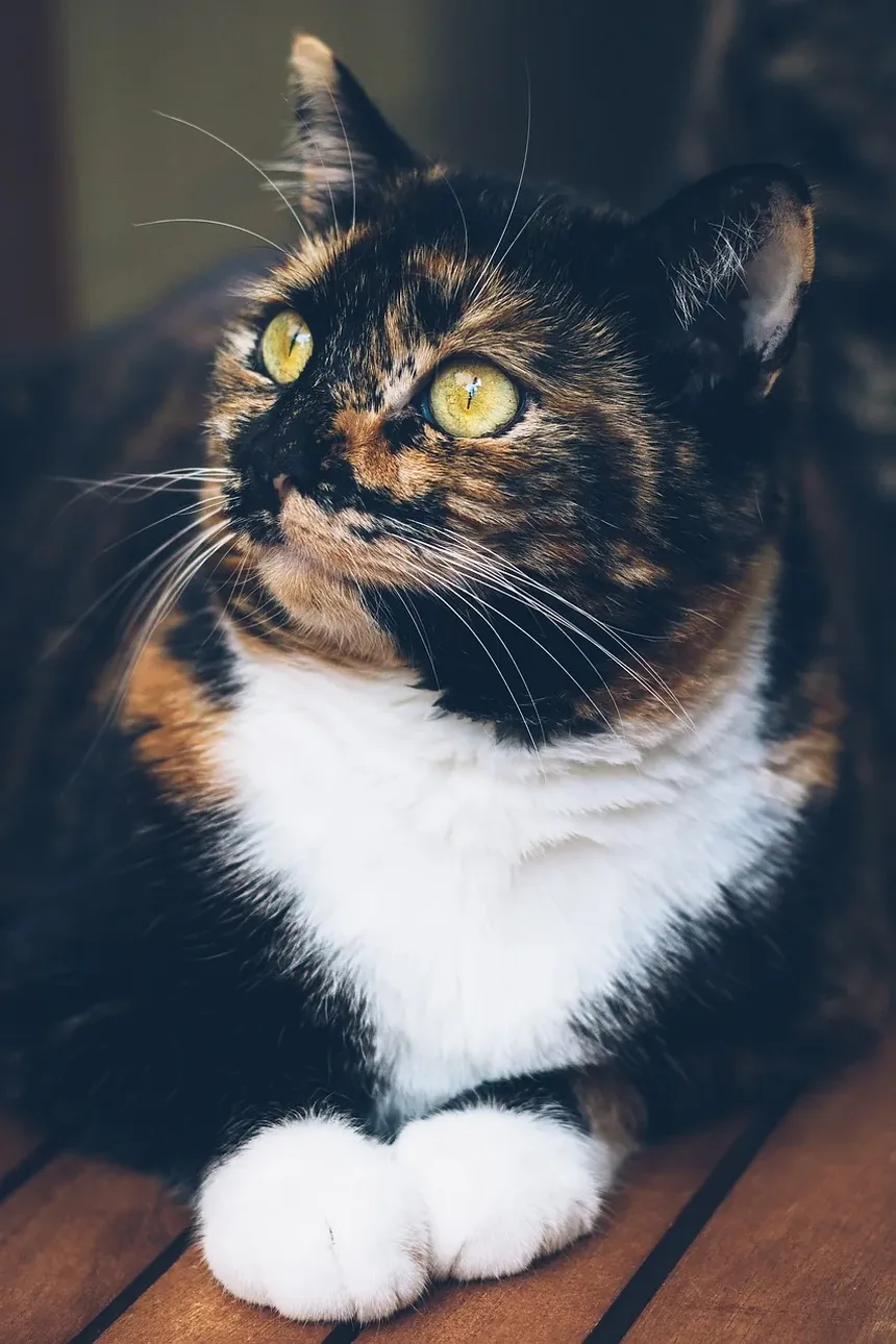 r/coolguides no Reddit: Um Guia Legal sobre Como Saber se Seu Gato Está com Dor
