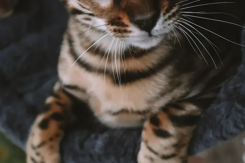 r/coolguides no Reddit: Um Guia Legal sobre Como Saber se Seu Gato Está com Dor